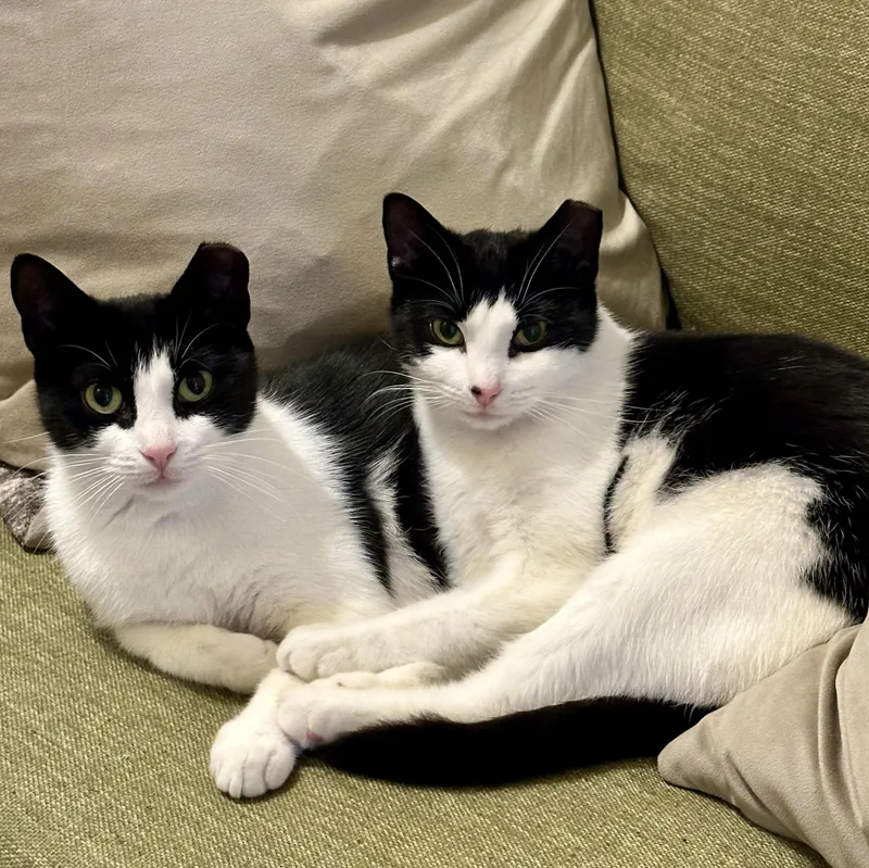 The Bellas thumbnail 3