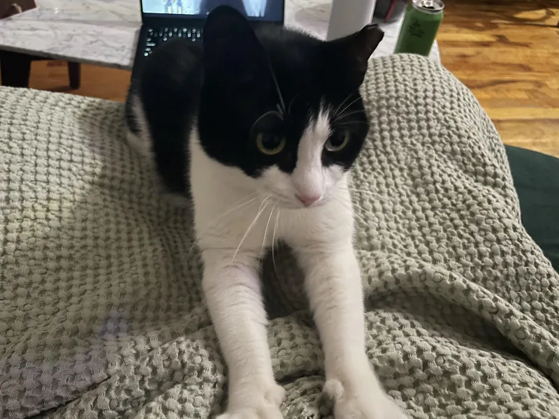 The Bellas thumbnail 4