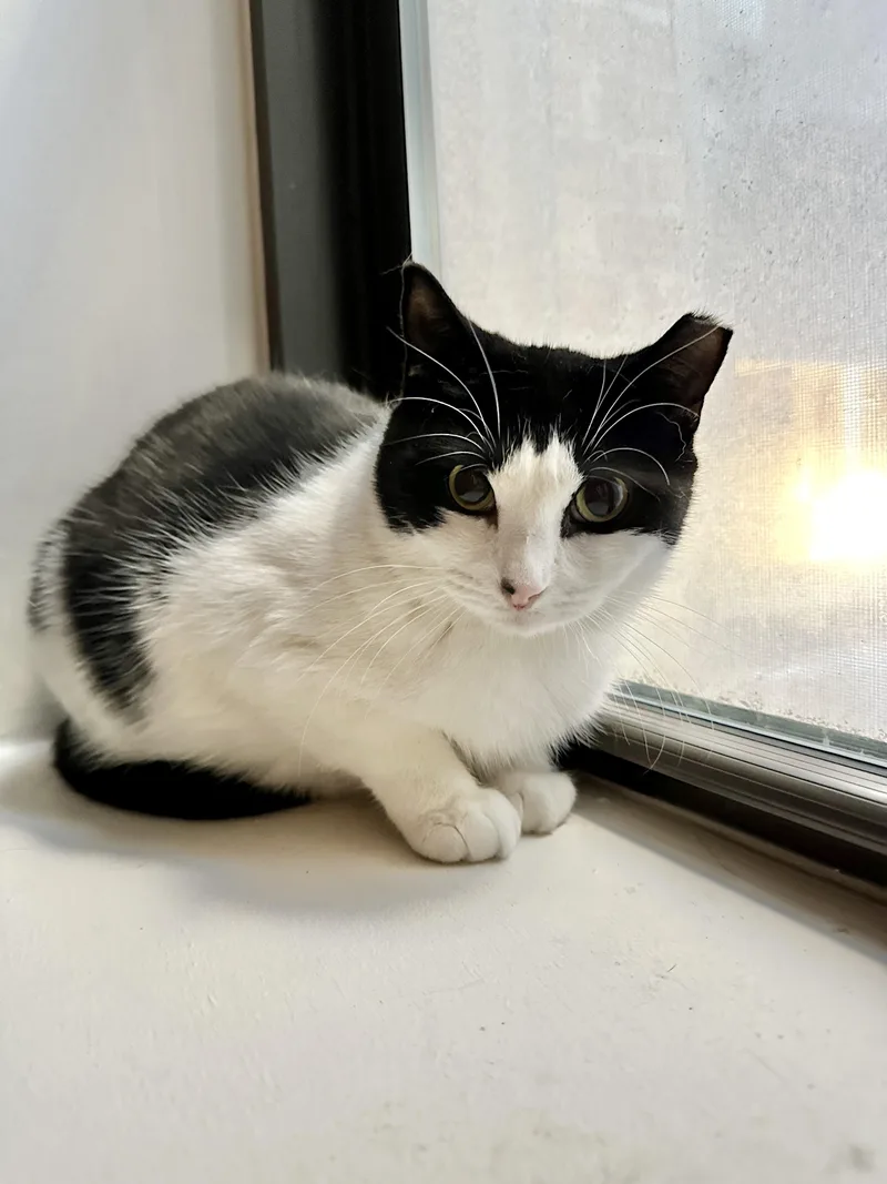 The Bellas thumbnail 5