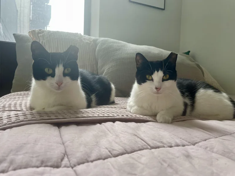 The Bellas thumbnail 6