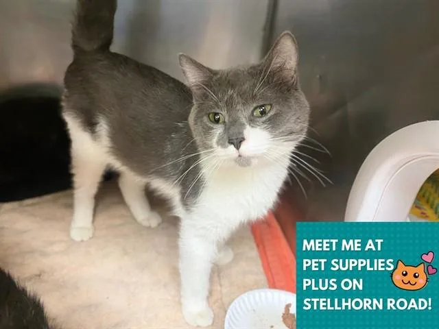 A young medium-sized male Domestic Short Hair cat named Fluffy for adoption in Fort Wayne, IN