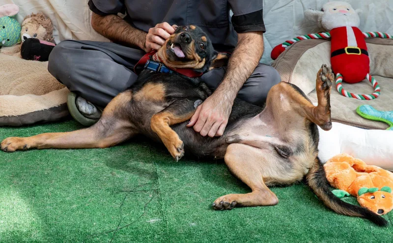 Benito...water Loving Benito thumbnail 2