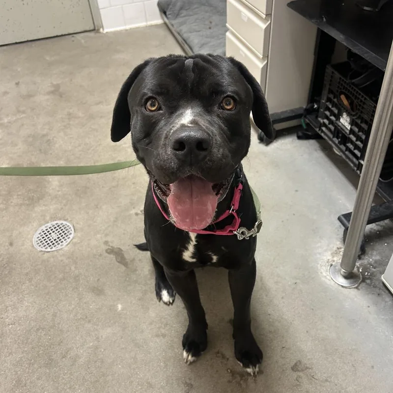 An adult large-sized male Black Mixed Breed dog named Peter for adoption in Pittsburgh, PA