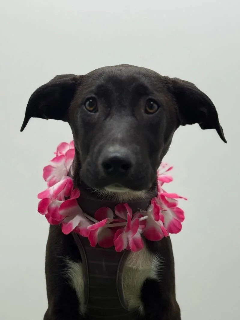 A baby large-sized male Black Labrador Retriever dog named Bolt for adoption in Carlsbad, CA