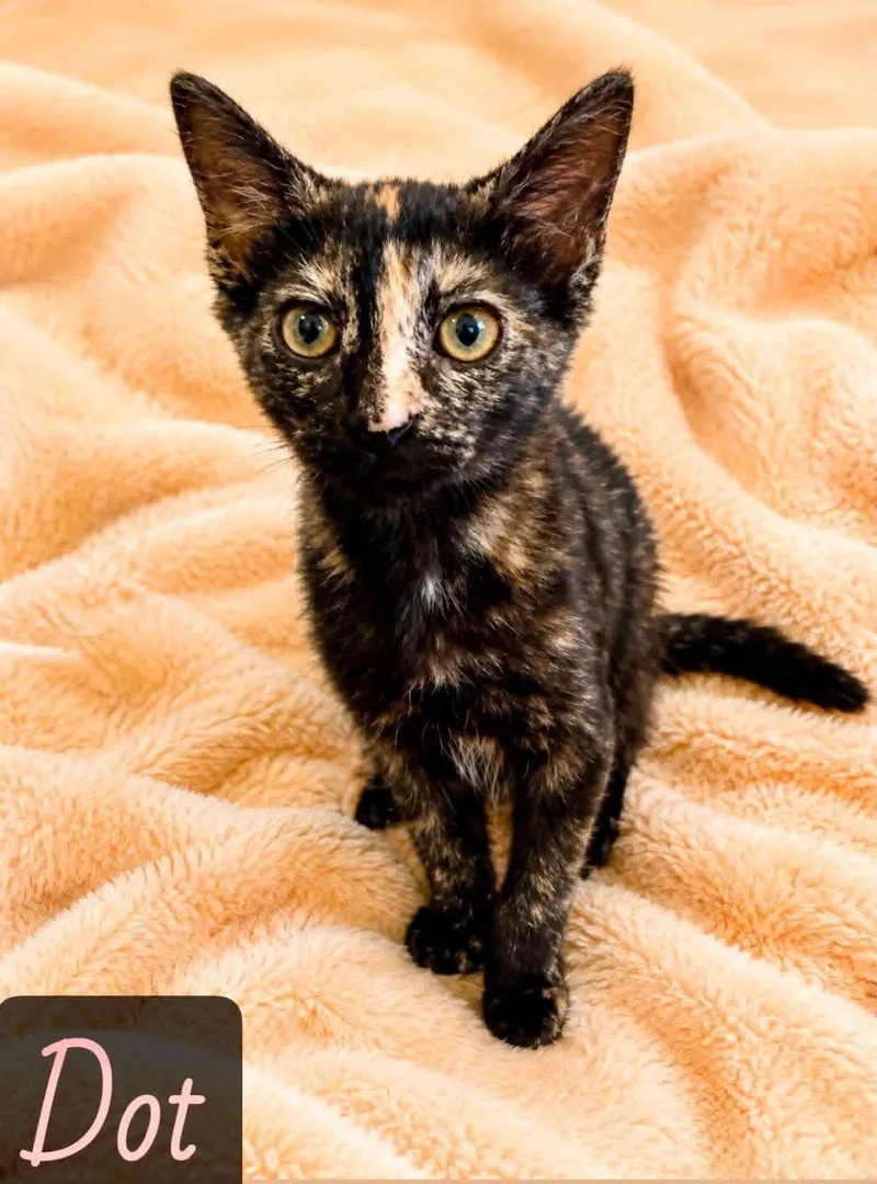 A young medium-sized female Tortoiseshell Domestic Short Hair cat named Dot for adoption in Englewood, FL