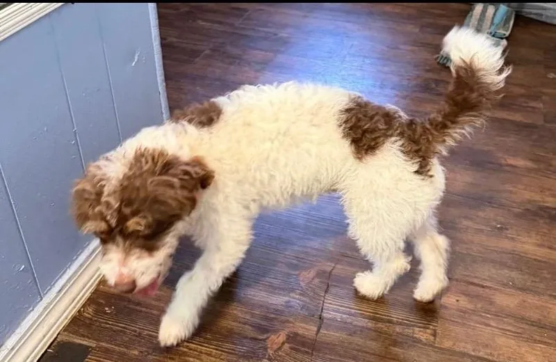 Toby