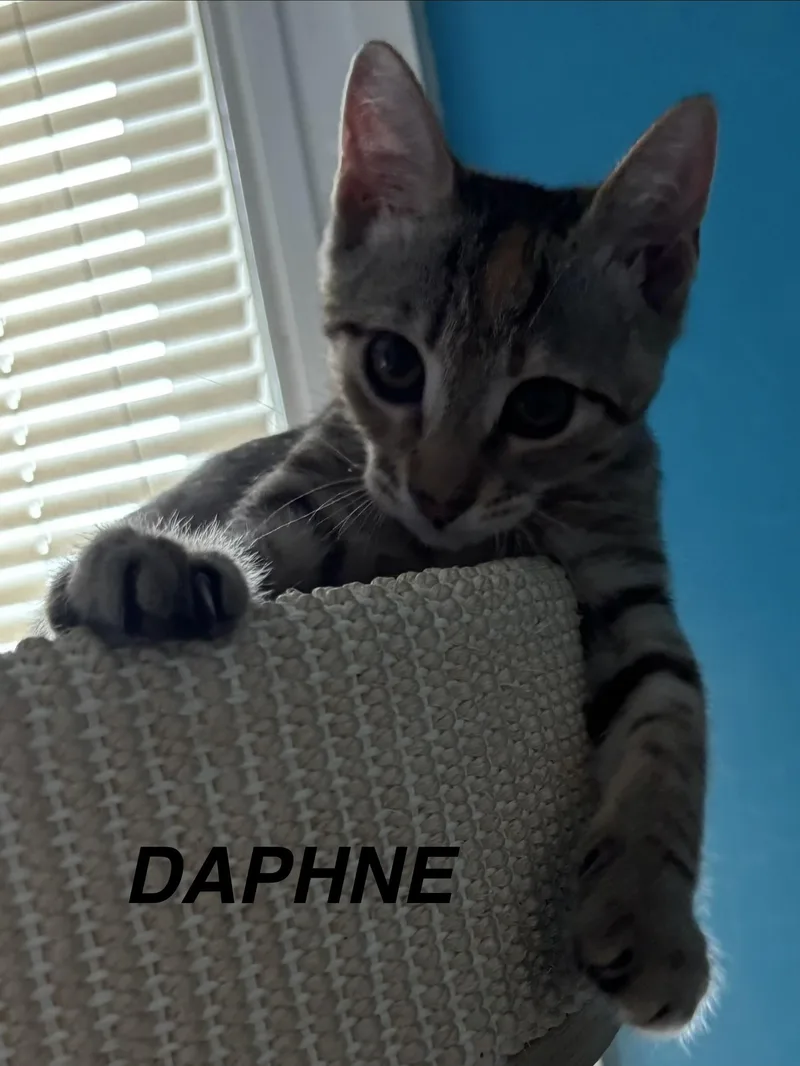 Daphne