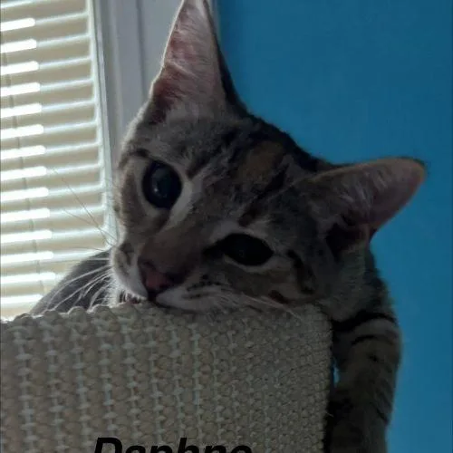 Daphne thumbnail 2