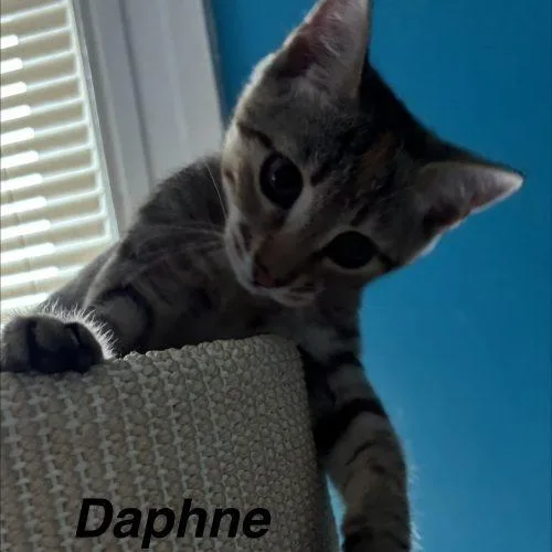 Daphne thumbnail 3