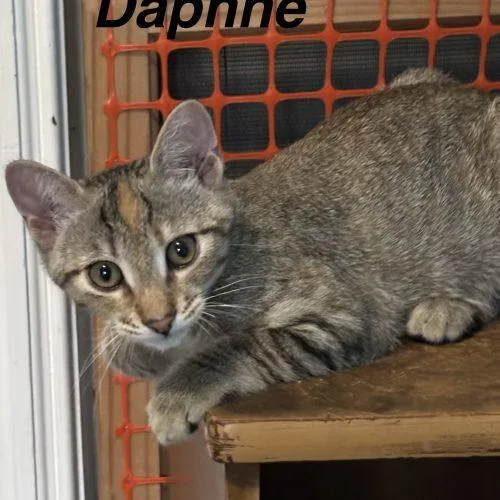 Daphne thumbnail 4