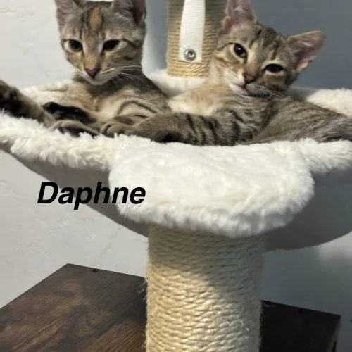 Daphne thumbnail 5