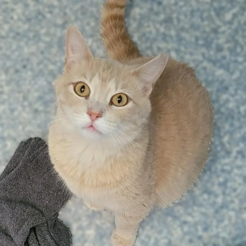 An adult small-sized female Buff / Tan / Fawn Domestic Short Hair cat named Ramona for adoption in Portsmouth, OH