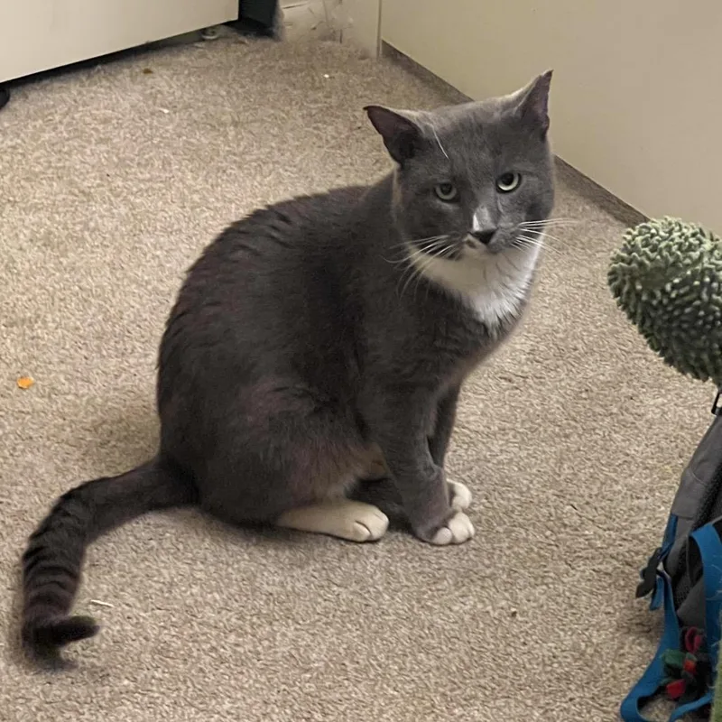 Mr. Smoke thumbnail 2