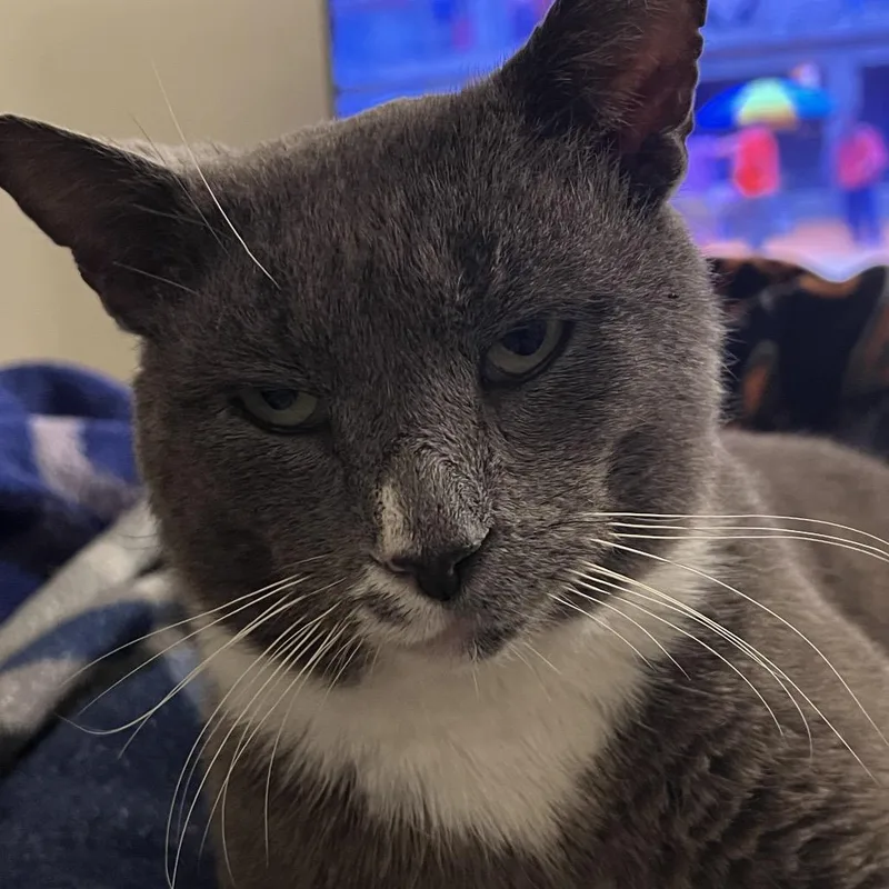 Mr. Smoke thumbnail 3