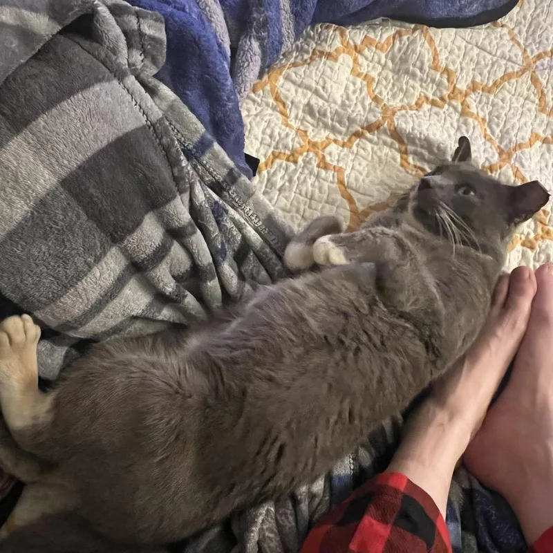 Mr. Smoke thumbnail 4