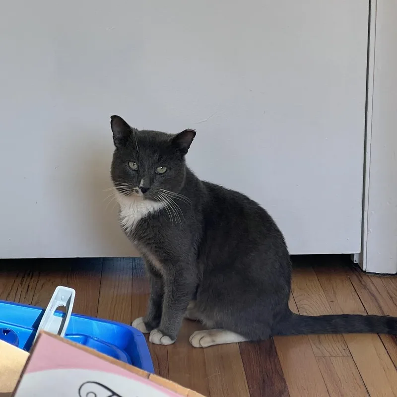 Mr. Smoke thumbnail 5