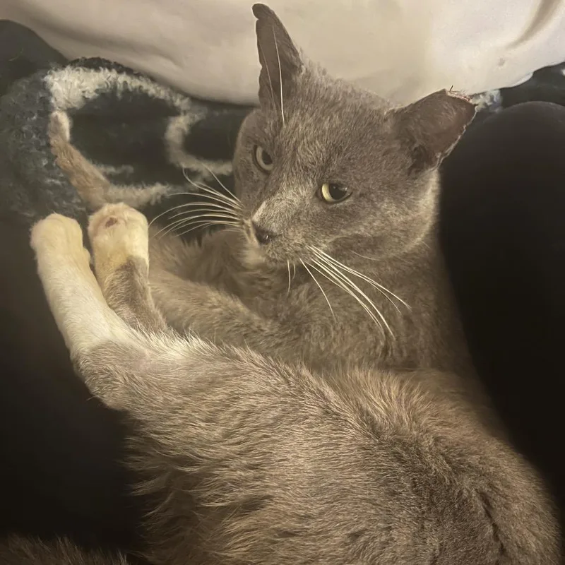 Mr. Smoke thumbnail 6