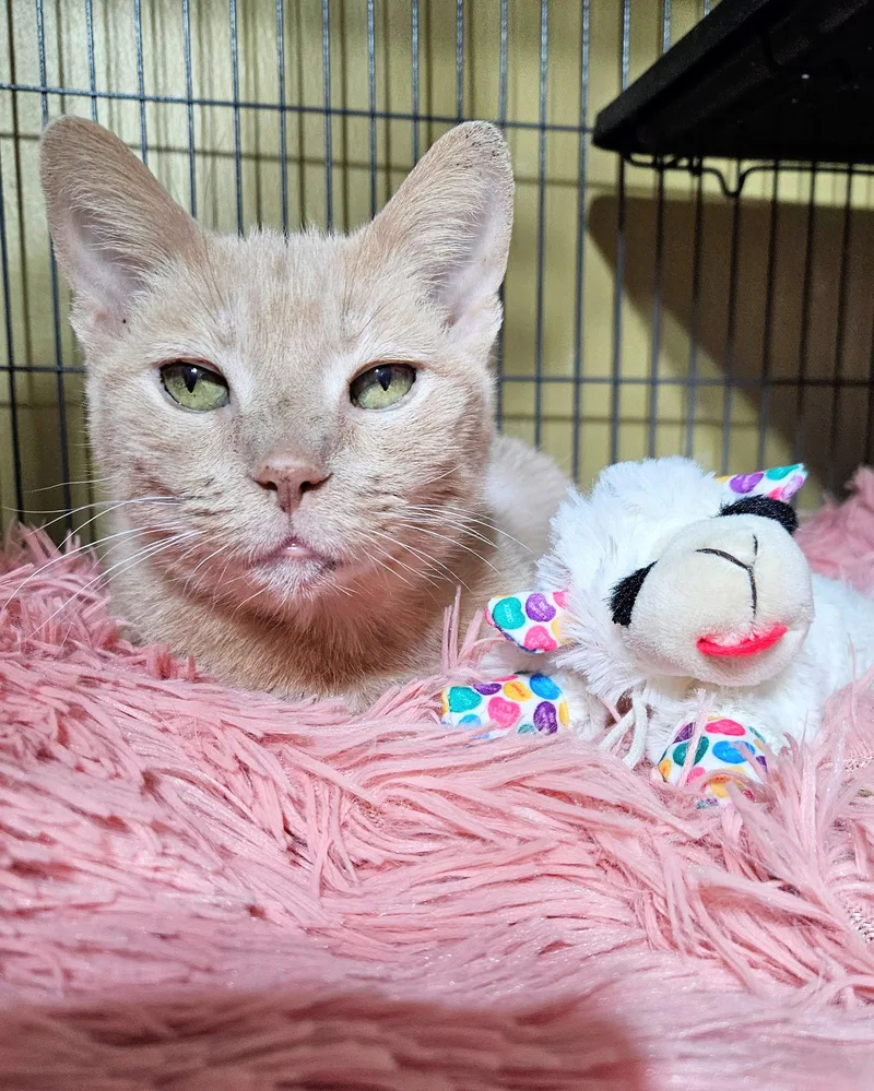 A senior medium-sized female Orange / Red Domestic Short Hair cat named Mrs. Alfie Meeps for adoption in Tampa, FL