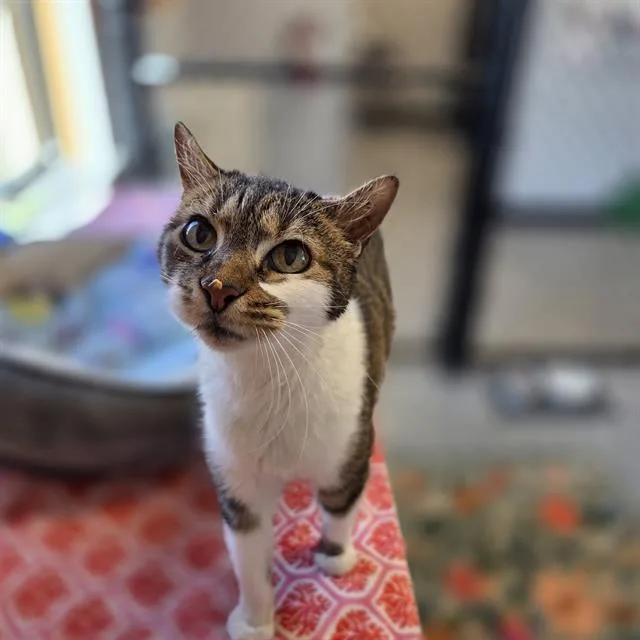 A senior medium-sized female Domestic Short Hair cat named Alice for adoption in Palmetto, FL