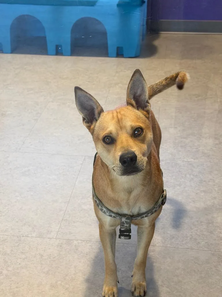 A young medium-sized male Mixed Breed dog named Junior for adoption in Bossier City, LA