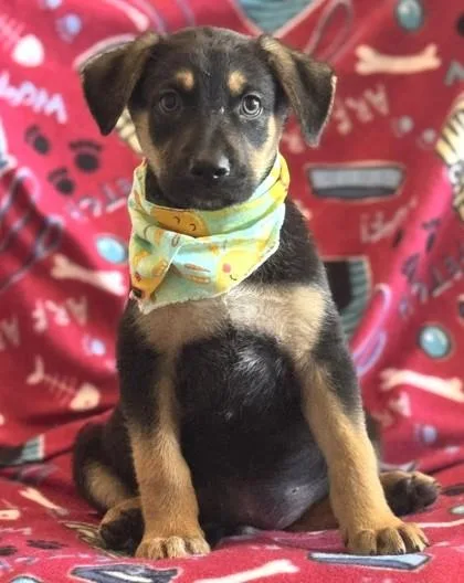 A baby medium-sized male German Shepherd Dog dog named Yellow for adoption in Madison, NJ