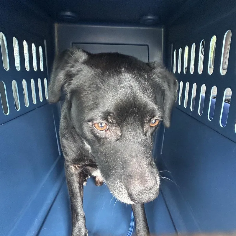 An adult medium-sized male Black Mixed Breed dog named Tollhouse for adoption in Binghamton, NY