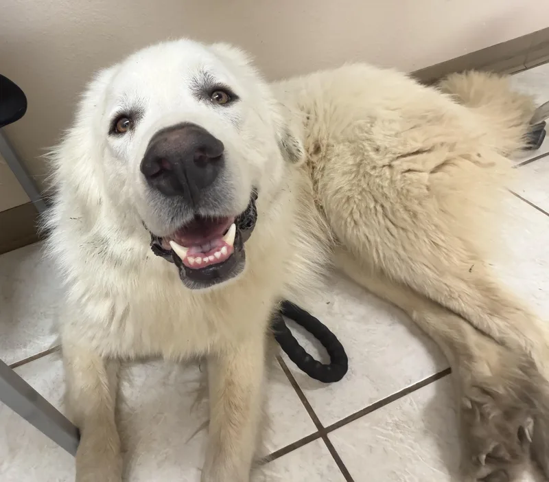 An adult large-sized male Great Pyrenees dog named Starsky Dfw for adoption in Quinlan, TX