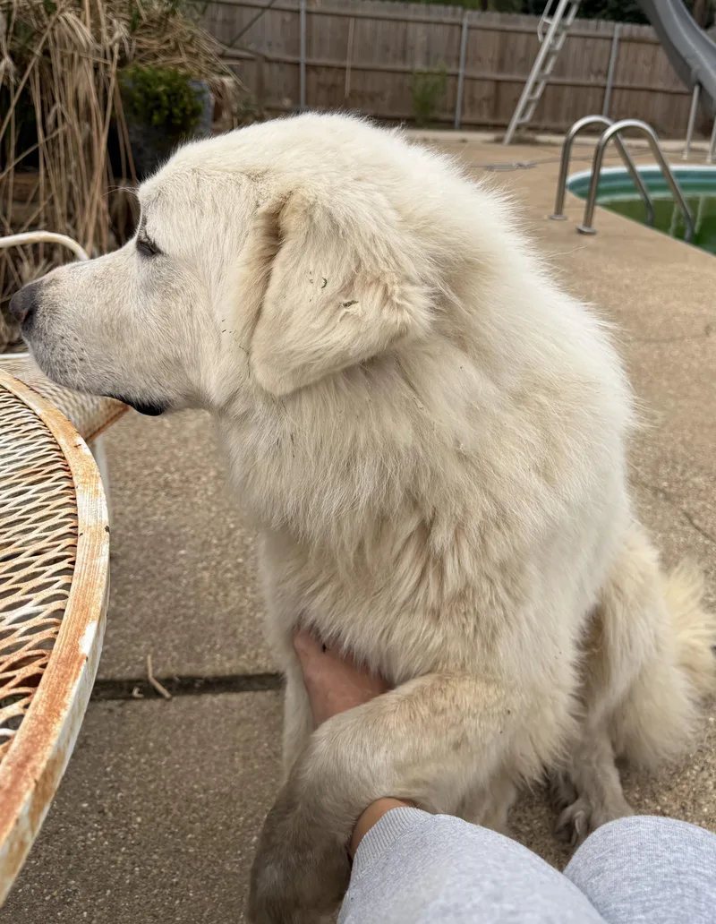 Starsky Dfw thumbnail 2