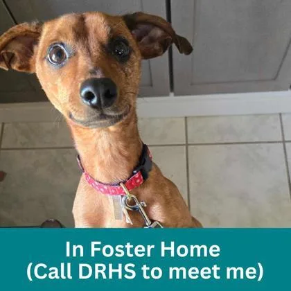 An adult small-sized female Red / Chestnut / Orange Mixed Breed dog named Heaven for adoption in Dubuque, IA