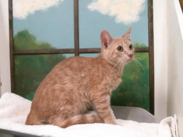 A baby medium-sized male Domestic Short Hair cat named Tito for adoption in Houston, TX