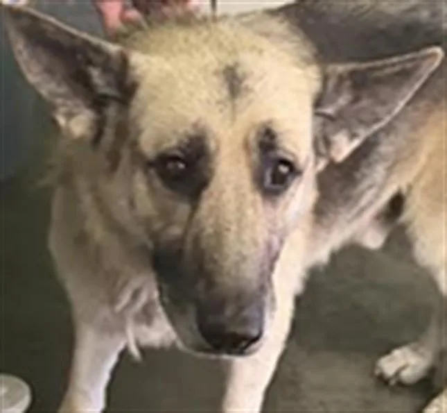 An adult large-sized male German Shepherd Dog dog named Tiberius for adoption in Los Angeles, CA