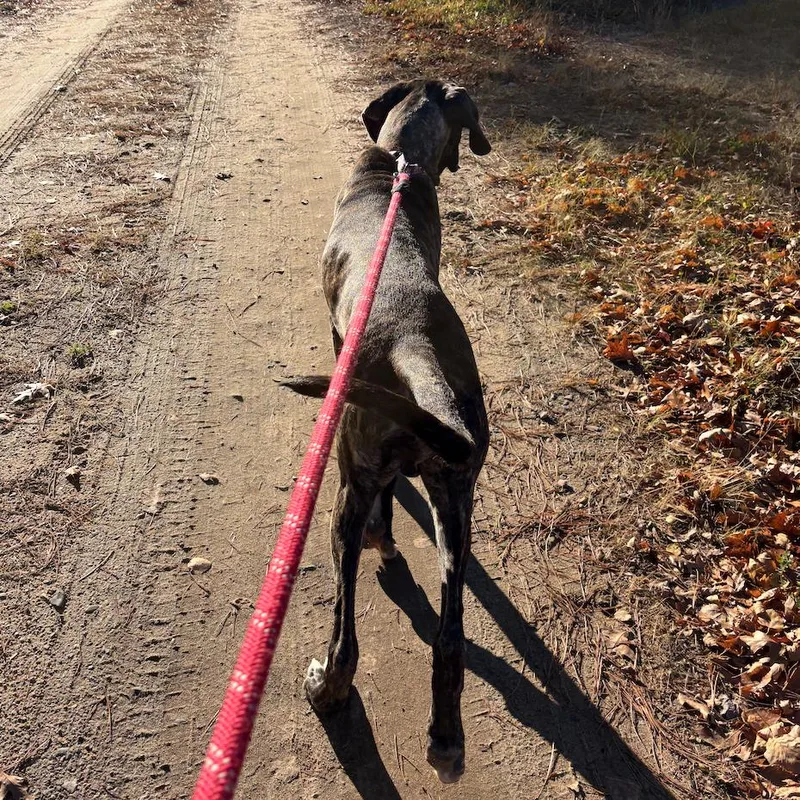 A baby extra large-sized male Black Great Dane dog named Mater for adoption in Crystal, MN