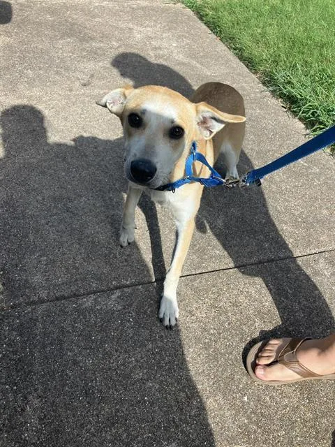 A young medium-sized female Mixed Breed dog named Marlo for adoption in Dallas, TX