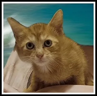 A baby small-sized male Domestic Short Hair cat named Archie for adoption in Peoria, IL