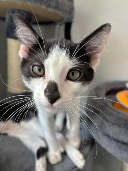 A baby small-sized male Domestic Short Hair cat named Chance for adoption in Cumming, GA