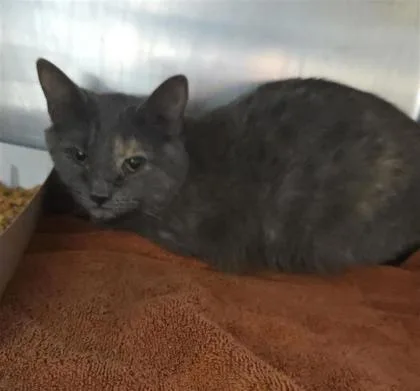 A young large-sized female Gray / Blue / Silver Domestic Medium Hair cat named Jyn for adoption in El Paso, TX