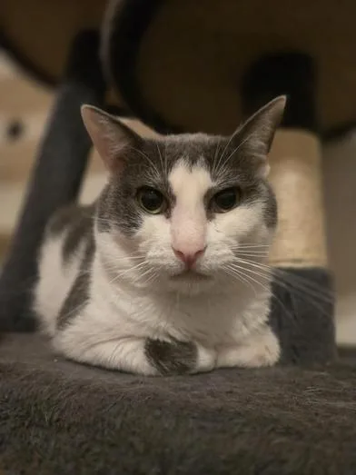 An adult medium-sized male Gray & White Domestic Short Hair cat named Jimbo for adoption in Liverpool, TX
