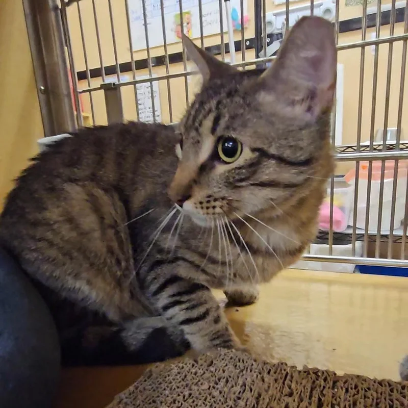 Bogart N. – Perfect thumbnail 2