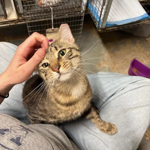 A young medium-sized male Tabby (Brown / Chocolate) Domestic Short Hair cat named Bogart N. – Perfect for adoption in New York, NY