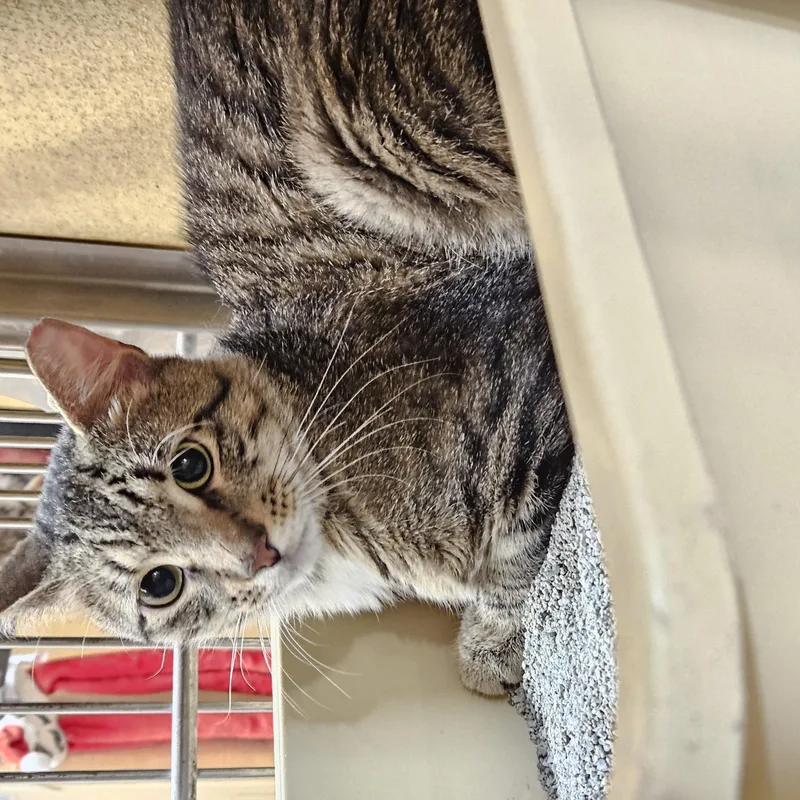 Bogart N. – Perfect thumbnail 3