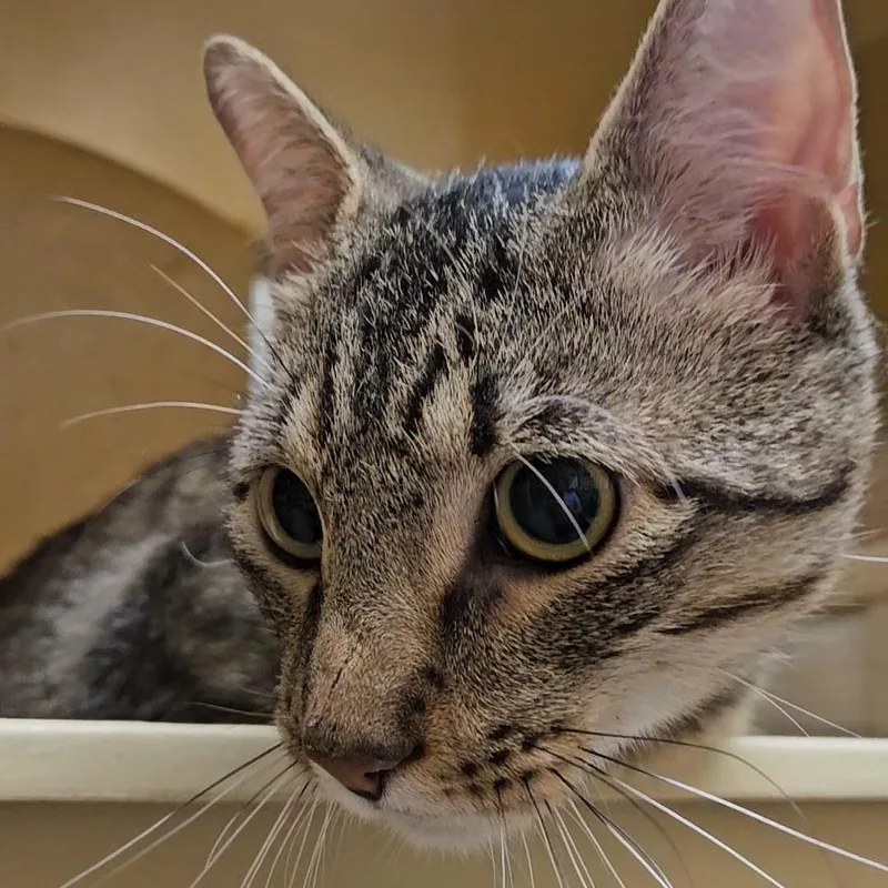 Bogart N. – Perfect thumbnail 4