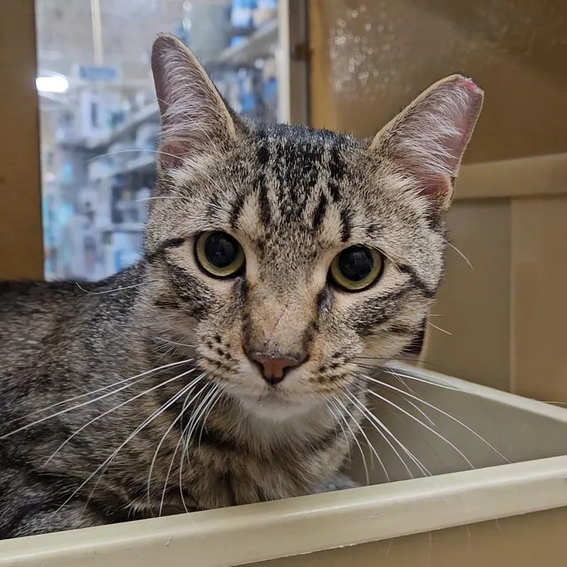 Bogart N. – Perfect thumbnail 5