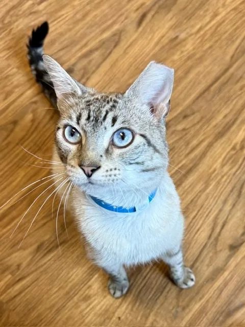 An adult medium-sized male Siamese cat named Nicholas for adoption in Medina, OH