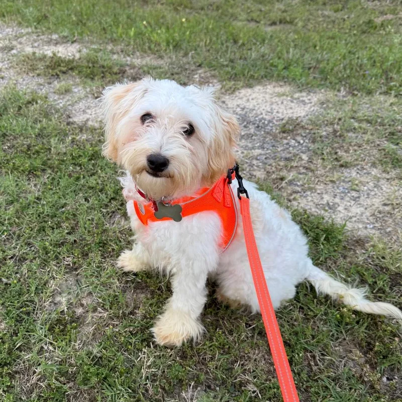 A young small-sized male White / Cream Schnauzer dog named Frank for adoption in Houston, TX