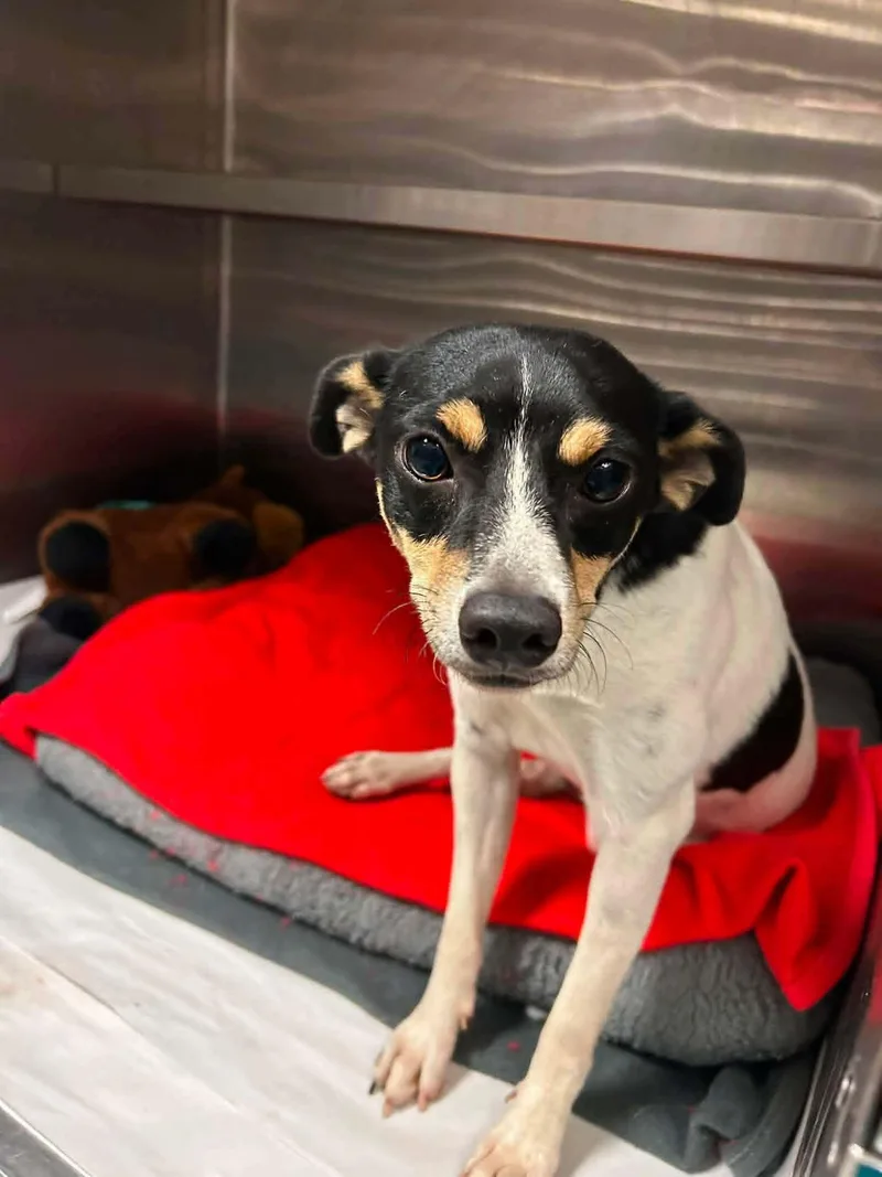 An adult small-sized male Rat Terrier dog named Ray for adoption in Jacksonville, FL