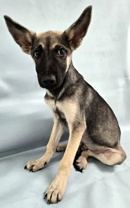 A baby large-sized male German Shepherd Dog dog named Sylvester for adoption in Morton Grove, IL
