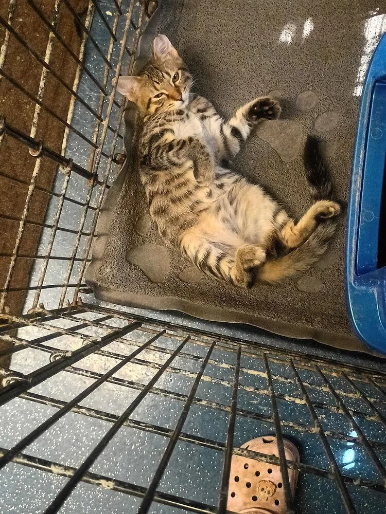 A baby small-sized male Tabby cat named Michael Jackson for adoption in San Antonio, TX