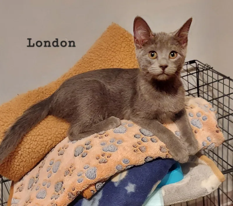 A baby small-sized male Gray / Blue / Silver Domestic Short Hair cat named London for adoption in Highland, IN