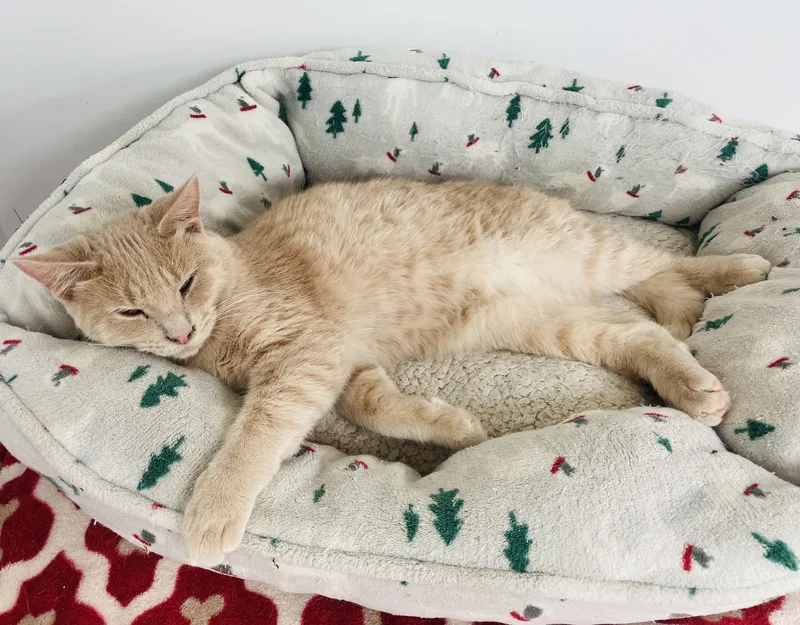 A young medium-sized male Orange & White Domestic Short Hair cat named Cheeto & Frito for adoption in Cincinnati, OH