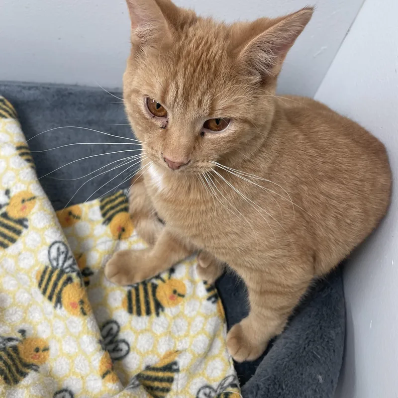 Cheeto & Frito thumbnail 3